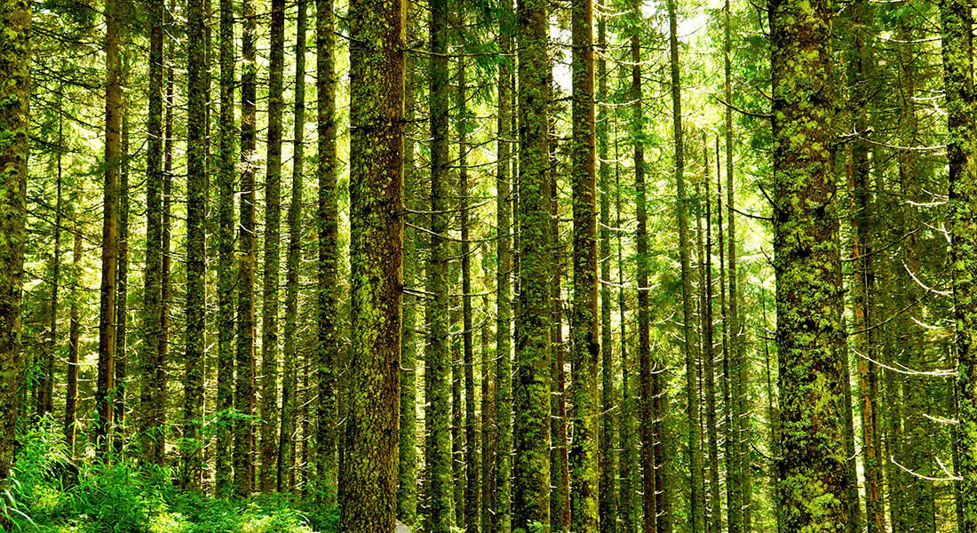 Forest. Photo: Boris Misevic, Unsplash